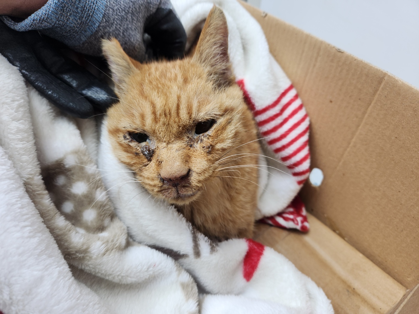 종료(자연사) 한국…